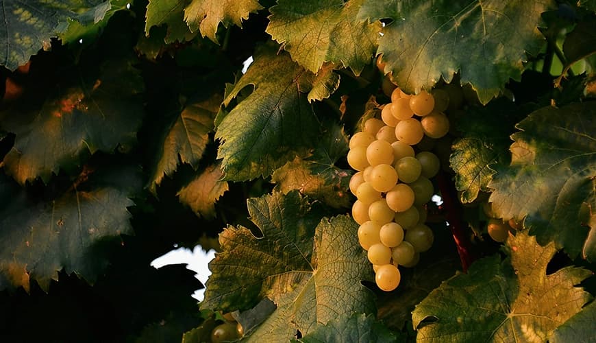 Avantages partenariat IBÙ