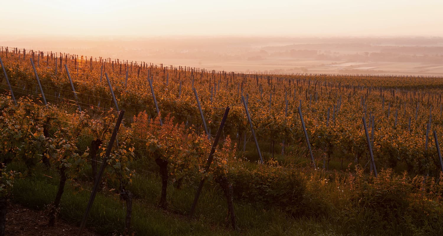 IBÙ Experience - À propos